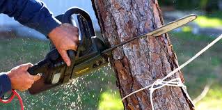 Lawn Pest Prevention in Troy, NY