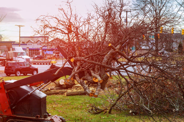 Best Tree and Shrub Care  in Troy, NY