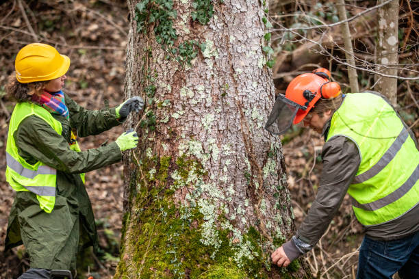 Best Tree Risk Assessment  in Troy, NY