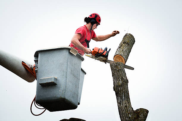  Troy, NY Tree Care Pros
