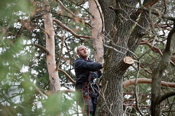 Trusted Troy, NY Tree Care Experts